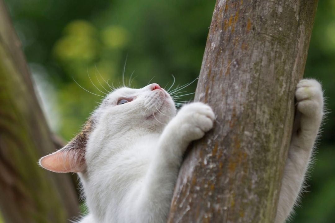 Why Do Cats Climb Trees? Pettable ESA Experts